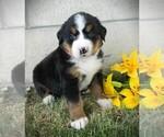 Puppy Betsy Bernese Mountain Dog
