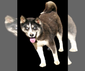 Siberian Husky Puppy for sale in SANDY HOOK, KY, USA