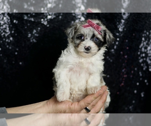Medium Photo #71 Morkie Puppy For Sale in WARSAW, IN, USA