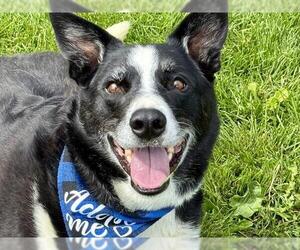 Border Collie Dogs for adoption in Pueblo, CO, USA