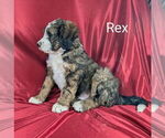 Small Photo #31 Bernedoodle Puppy For Sale in CANON CITY, CO, USA
