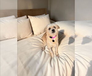 Mutt Dogs for adoption in Menifee, CA, USA