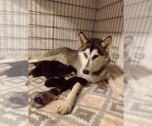 Mother of the Pomsky puppies born on 06/04/2020