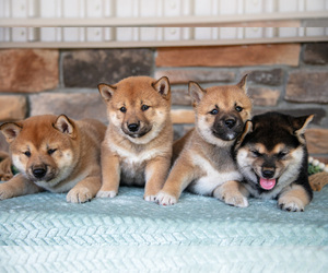 Shiba Inu Litter for sale in MILLERSBURG, OH, USA
