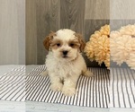 Small Photo #2 ShihPoo Puppy For Sale in SENECA FALLS, NY, USA
