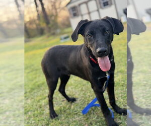 Ryder - Male Labrador Retriever-Unknown Mix Dog for Adoption - Photo #2
