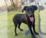 Small Photo #2 Labrador Retriever-Unknown Mix Puppy For Sale in Conway, AR, USA