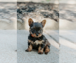 Yorkshire Terrier Puppy for sale in EULESS, TX, USA