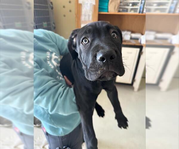 Medium Photo #1 Mutt Puppy For Sale in Santa Cruz, CA, USA