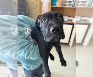 Mutt Dogs for adoption in Santa Cruz, CA, USA