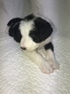 Small Photo #6 Bordoodle Puppy For Sale in CRESTON, OH, USA