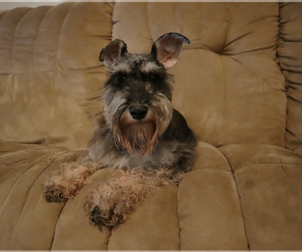 Medium Photo #1 Schnauzer (Miniature) Puppy For Sale in LAKEVILLE, OH, USA