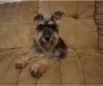 Small Photo #1 Schnauzer (Miniature) Puppy For Sale in LAKEVILLE, OH, USA