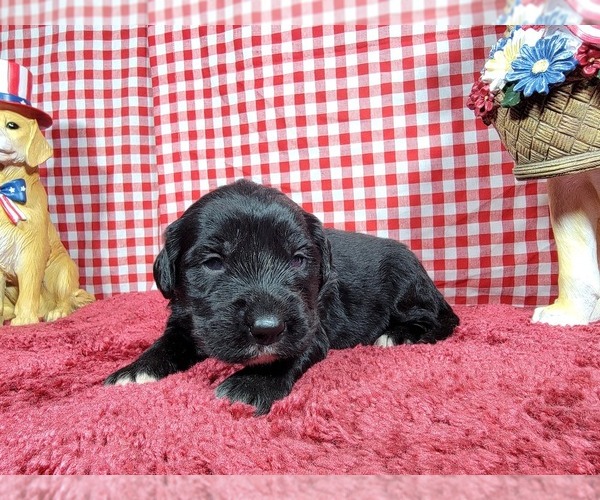 Medium Photo #20 Golden Mountain Dog Puppy For Sale in BLACK FOREST, CO, USA