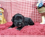 Puppy Gabby Gabby Golden Mountain Dog