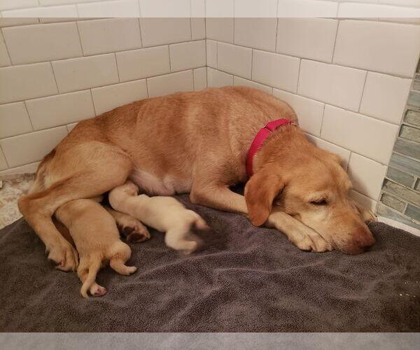 Medium Photo #5 Mutt Puppy For Sale in Royal Palm Beach, FL, USA