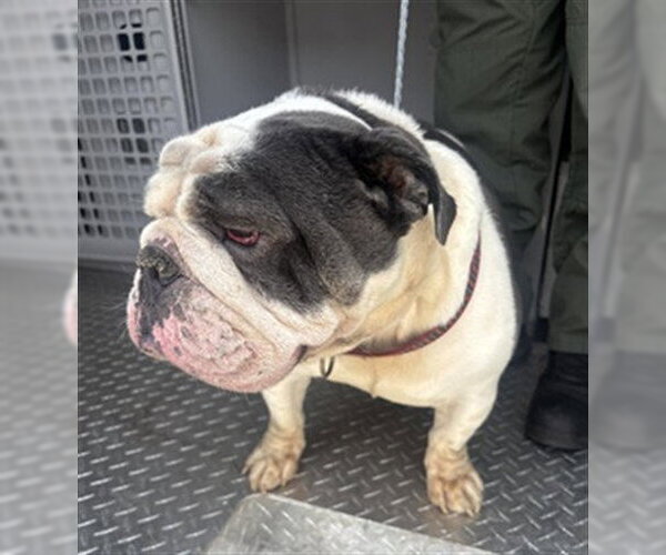 Medium Photo #1 Bulldog Puppy For Sale in Fort Lauderdale, FL, USA