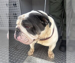 Bulldog Dogs for adoption in Fort Lauderdale, FL, USA