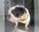 Small Bulldog