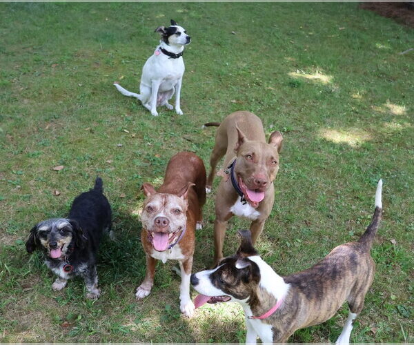 Medium Photo #5 Mutt Puppy For Sale in Rockaway, NJ, USA
