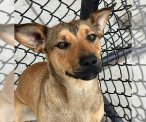 Carolina Dog-Unknown Mix Dogs for adoption in Tulsa, OK, USA