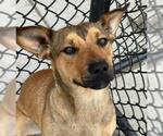 Small Carolina Dog Mix
