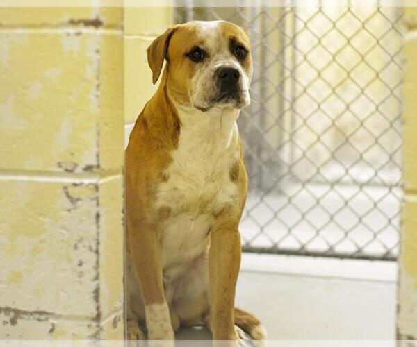 Medium Photo #1 Mutt Puppy For Sale in Tulsa, OK, USA