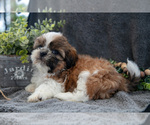 Small Photo #3 Shih Tzu Puppy For Sale in MIDDLEBURY, IN, USA