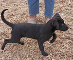 Small Photo #4 Labrador Retriever Puppy For Sale in TEKAMAH, NE, USA