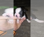 Small #4 Boston Terrier