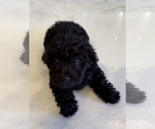 Medium Photo #1 Poodle (Toy) Puppy For Sale in SPERRY, OK, USA