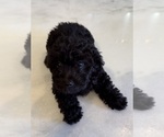 Puppy Ebony Poodle (Toy)