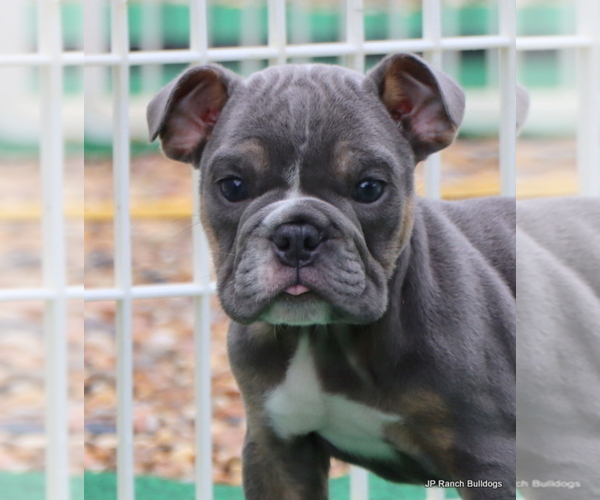 Medium Photo #11 Bulldog Puppy For Sale in WINNSBORO, TX, USA