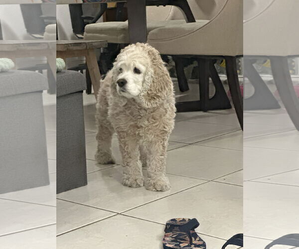 Medium Photo #1 Cocker Spaniel Puppy For Sale in Miami, FL, USA
