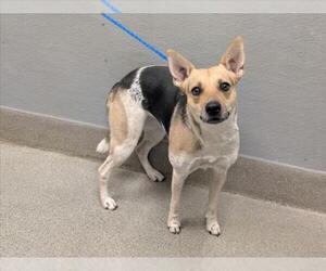 Mutt Dogs for adoption in Las Vegas, NV, USA