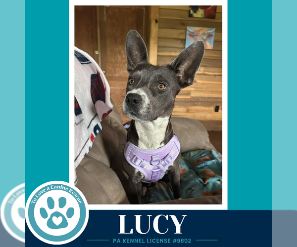 Medium Photo #3 Boston Terrier-Unknown Mix Puppy For Sale in Kimberton, PA, USA