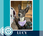 Small #2 Boston Terrier Mix