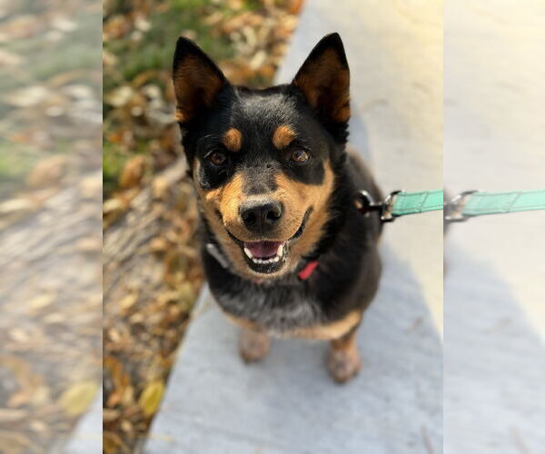 Medium Photo #1  Puppy For Sale in , 