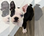 Puppy Ocean Boston Terrier