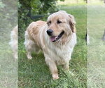 Small #1 Golden Retriever