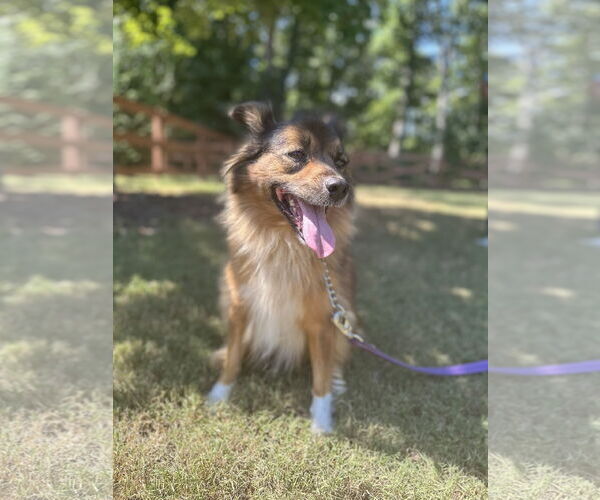 Medium Photo #2 Mutt Puppy For Sale in Greenville, SC, USA