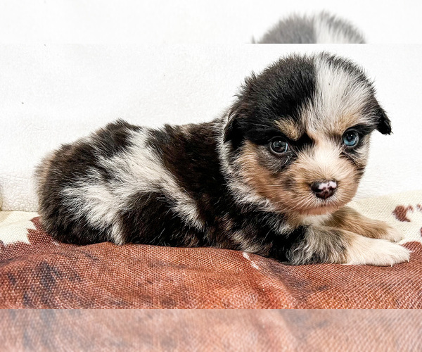 Medium Photo #4 Miniature Australian Shepherd Puppy For Sale in ARDMORE, OK, USA
