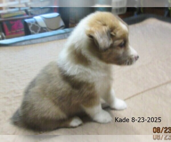 Medium Photo #3 Shetland Sheepdog Puppy For Sale in SOLON, ME, USA