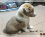 Small #2 Shetland Sheepdog