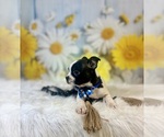 Small #2 Boston Terrier