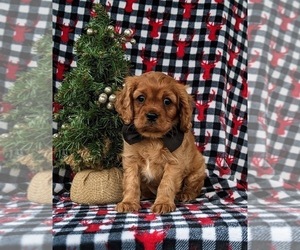Cavalier King Charles Spaniel Puppy for sale in QUARRYVILLE, PA, USA