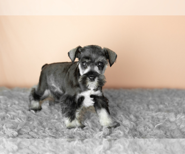 Medium Photo #13 Schnauzer (Miniature) Puppy For Sale in MILLERSBURG, IN, USA