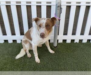 Australian Shepherd-Unknown Mix Dogs for adoption in Modesto, CA, USA