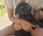 Small #2 Labrador Retriever