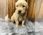 Small #3 Golden Retriever